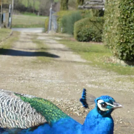 La Fattoria Del Farneto Vicchio